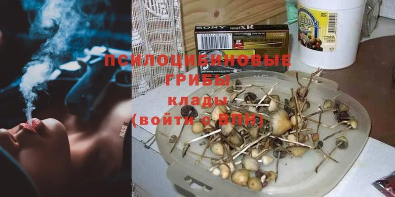 магазин продажи   mega ONION  Псилоцибиновые грибы Cubensis  Ладушкин 